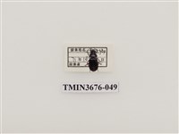 藏品(步行蟲(2))的圖片